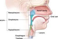5 fungsi laring (pengertian, anatomi laring dan gangguannya)