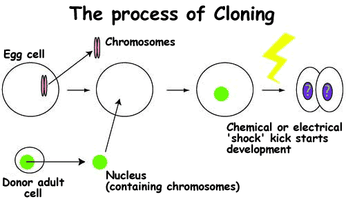 Pengertian Kloning Definisi, Jenis dan Cara Kloning Beserta Contohnya