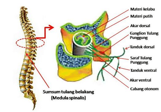 Struktur dan Fungsi Sumsum Tulang Belakang (Medula Spinalis)