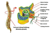 Struktur dan Fungsi Sumsum Tulang Belakang (Medula Spinalis)