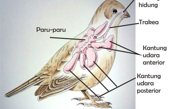 Alat Pernapasan Pada Burung
